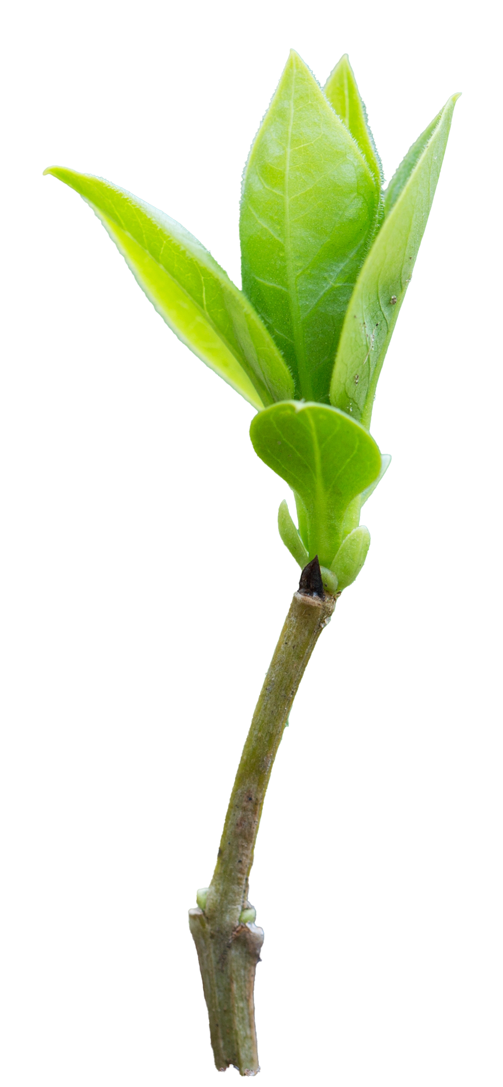 crescita - 361 School sagl