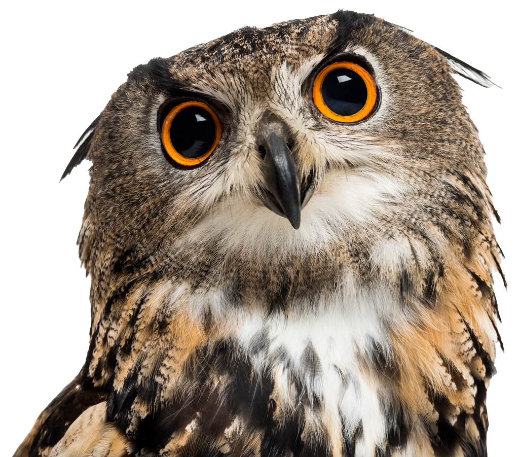 gufo - 361 School sagl