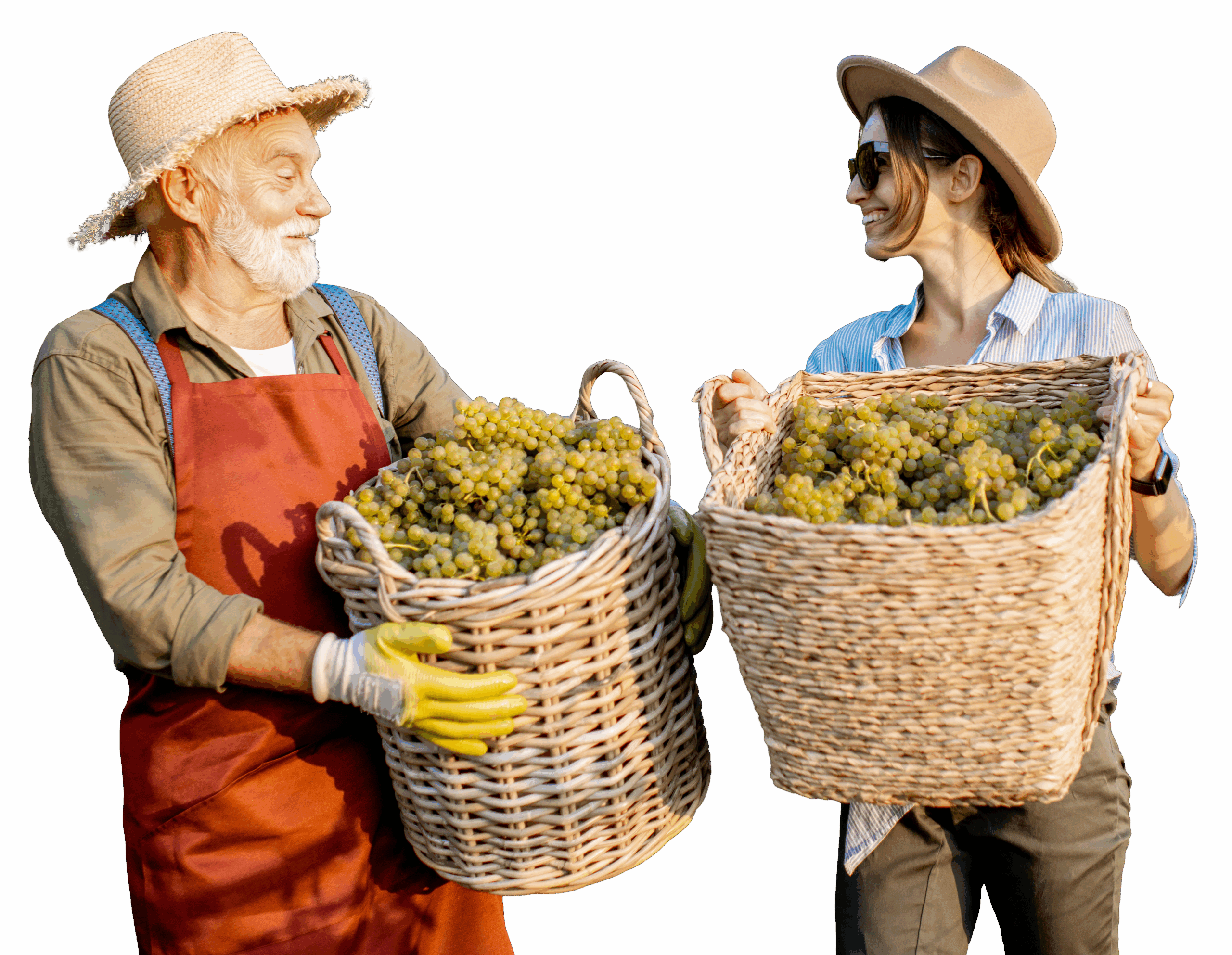 Partecipanti a un’attività di team building vendemmiale trasportano insieme grandi cesti di uva raccolta.